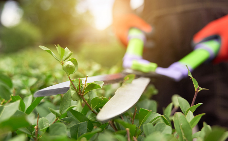 Comprehensive Landscape Maintenance Services in Dubai